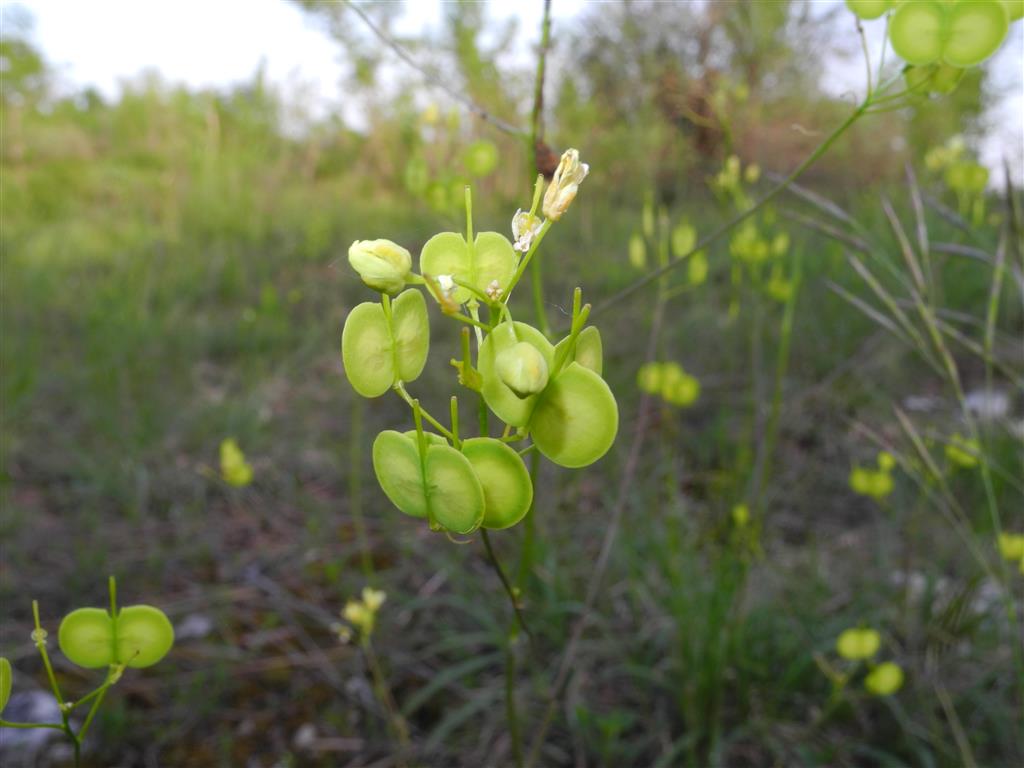 piantina dai fiori gialli - Biscutella cfr. laevigata